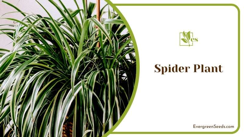 The Air Purifying Spider Plant
