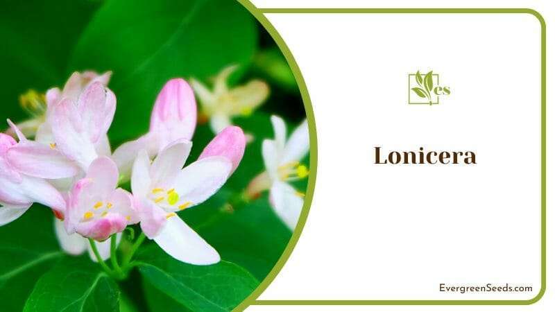 The Beauty and Fragrant of Lonicera