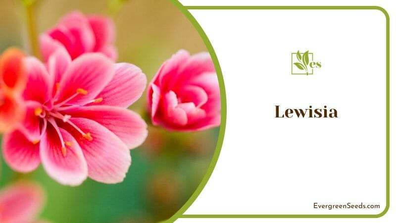The Exotic Lewisia PInk Flowers in Bloom