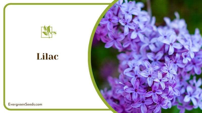 The Fragrant Lilac Classic Flowers