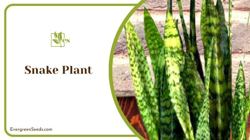 The Low Maintenance Snake Plant