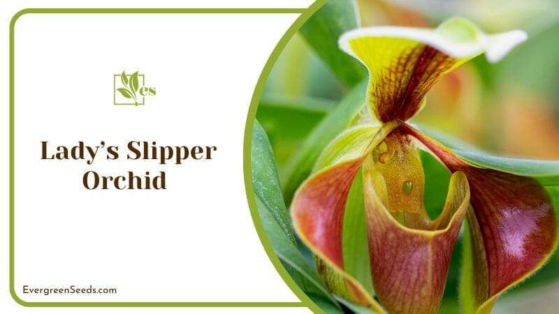 The Mystery of the Ladys Slipper