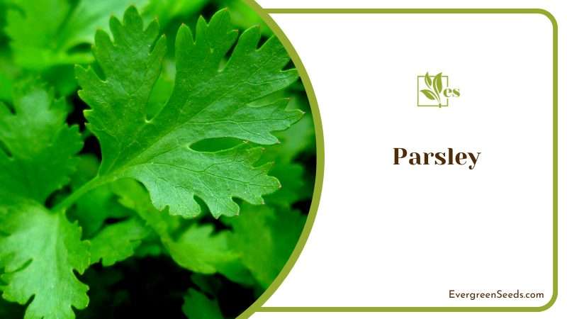 The Versatile Herb Parsley