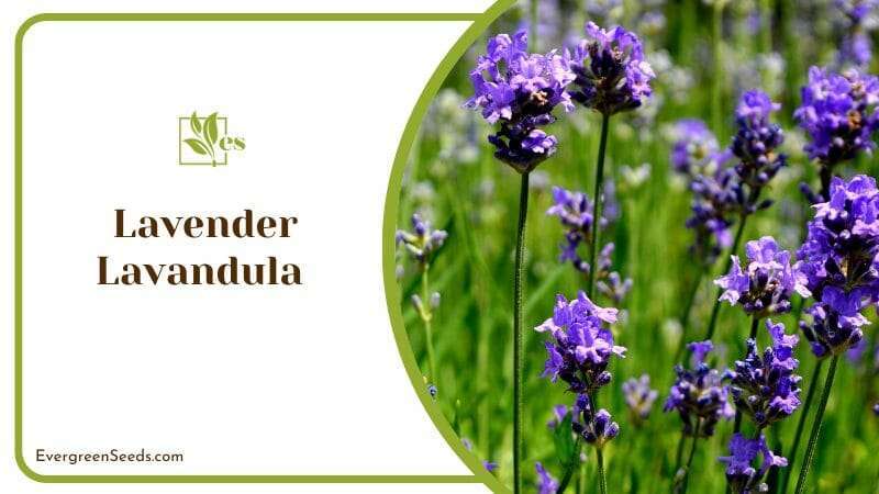 The Wonders of Lavender Lavandula