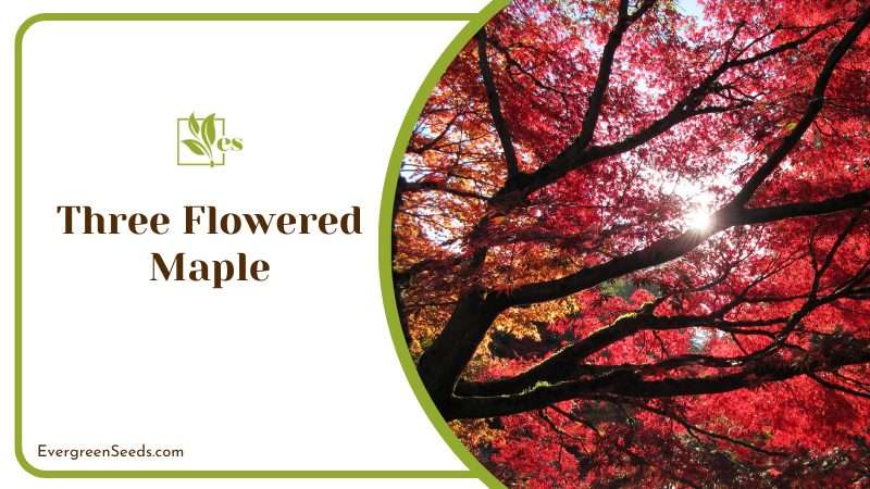 Three Flowered Maple
