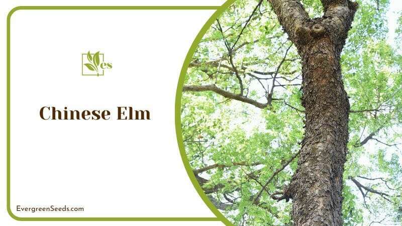 Trunk of Chinese Elm Tree