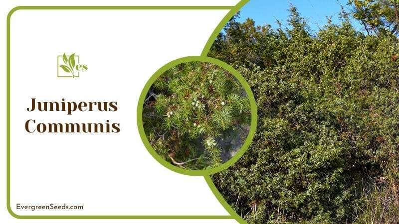 Uncultivated Shrubs of Juniperus Communis