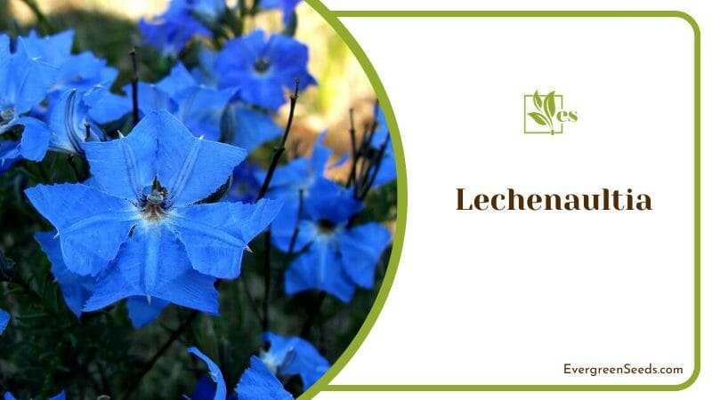 Unique Flower of Lechenaultia
