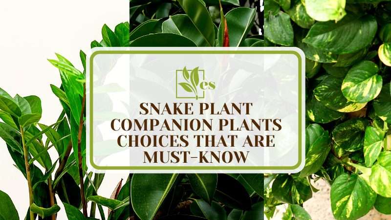 Unlocking the Potential of Snake Plant