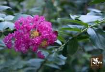 Various Landscaping Ideas with Crepe Myrtles