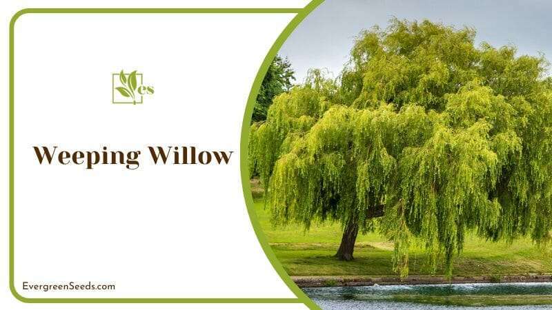 Weeping Willow Tree on a Rainy Day