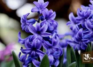 What Are the Meanings of Hyacinth Flower