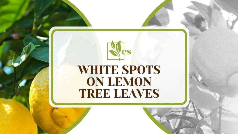 White Spots on Lemon Tree Leaves