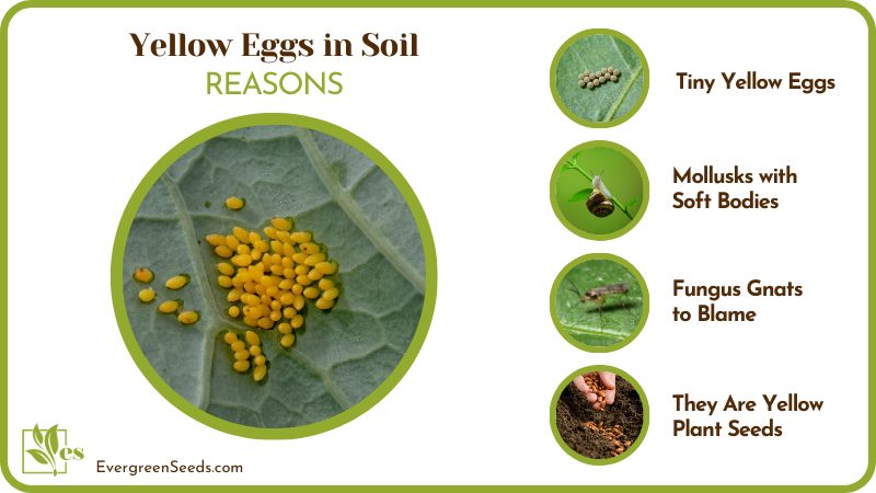 Yellow Eggs in Soil Cause