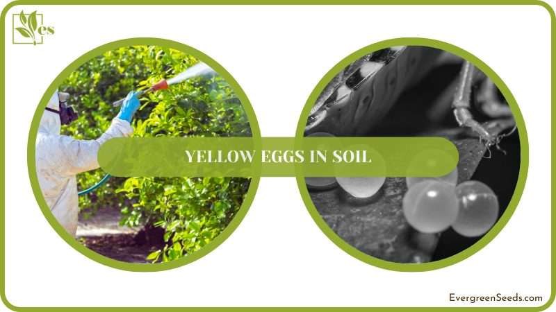 Yellow Eggs in Soil Conclusion
