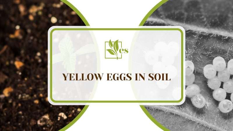 Yellow Eggs in Soil