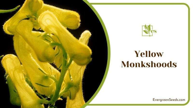 Yellow Flowers of Monkshoods