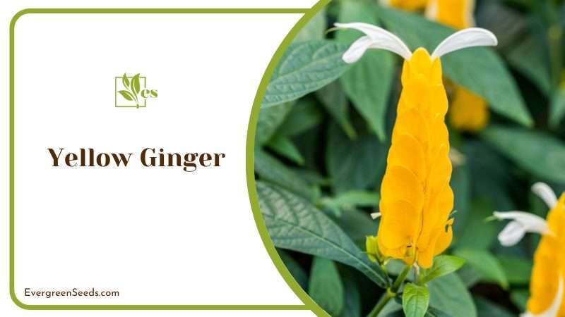 Yellow Ginger