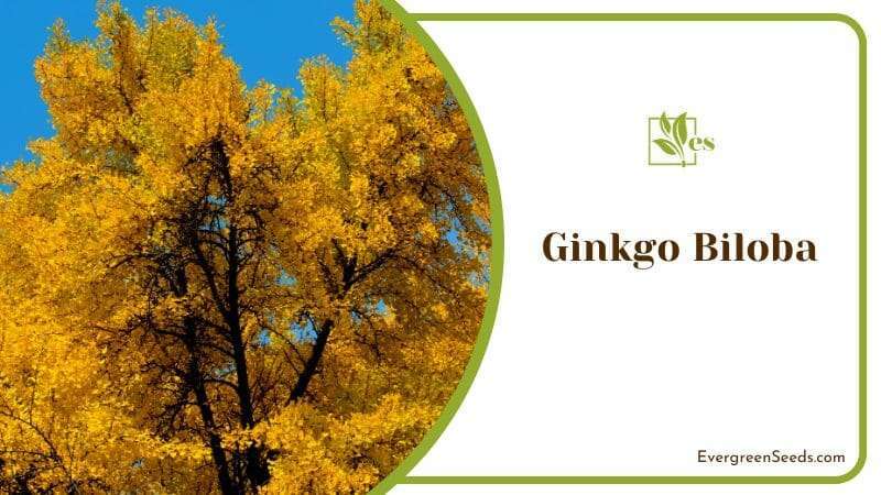 Yellow Leaves of Ginkgo Biloba in Autumn