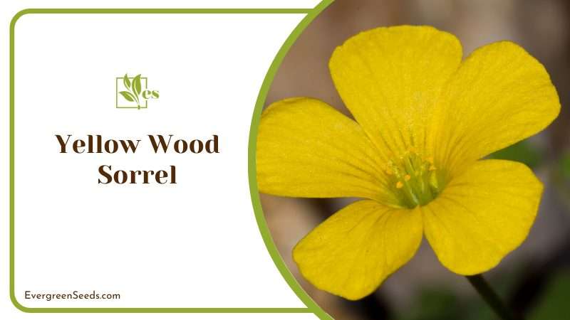 Yellow Wood Sorrel