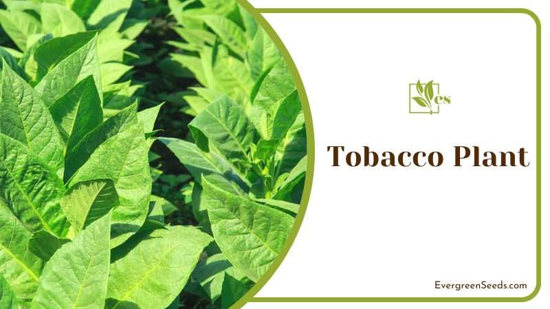smell of the tobacco plant irritates snakes