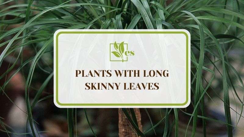 7 Plants With Long Skinny Leaves