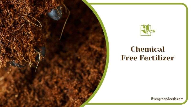 Chemical Free Fertilizer