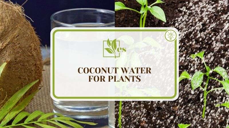 Coconut Water for Plants