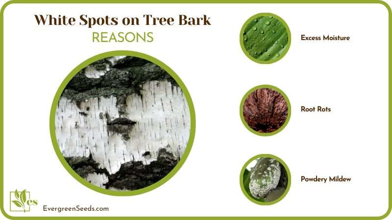 Common Causes of White Spots on Bark