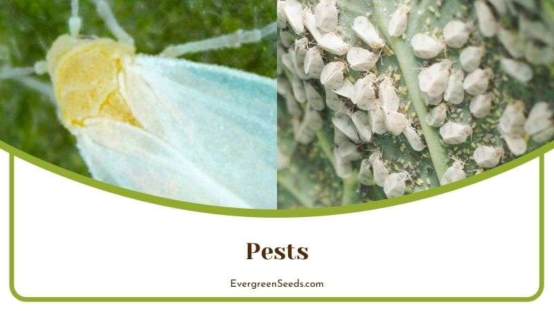 Common Pests of Elatior Begonia