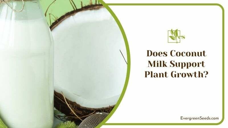 Does Coconut Milk Support Plant Growth