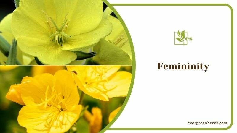 Femininity of Primrose Flower