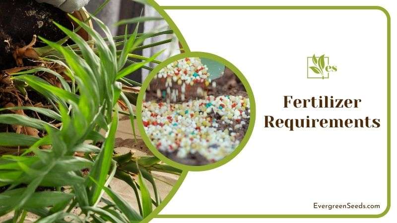 Fertilizer Care for Palm Cat