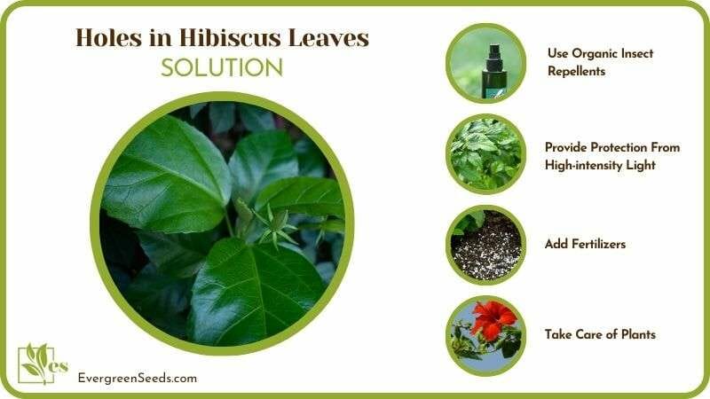 Holes in Hibiscus Leaves Solution