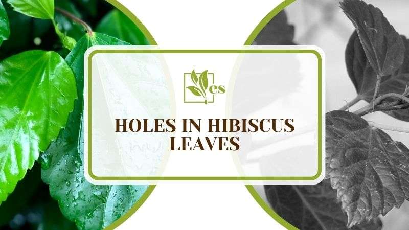 Holes in Hibiscus Leaves