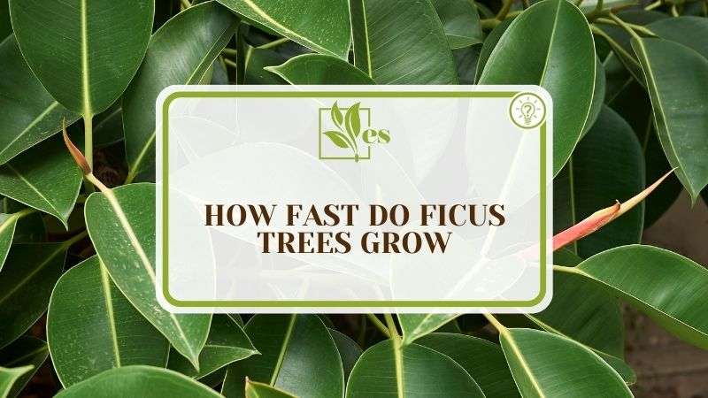 How Fast Do Ficus Trees Grow