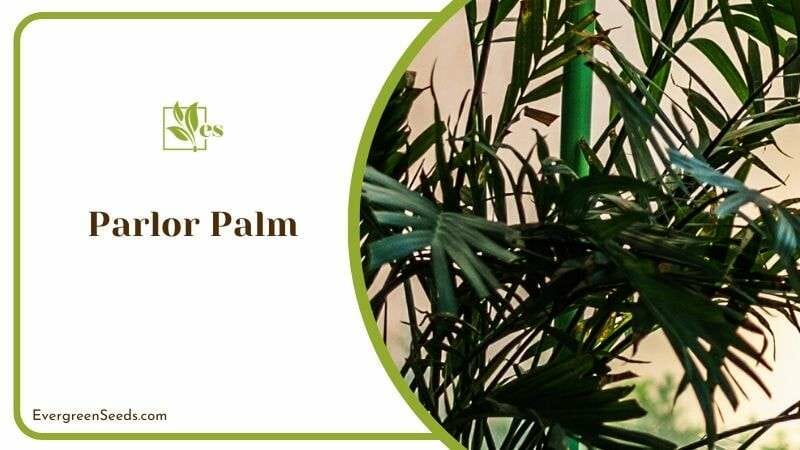 Large Foliage Parlor Palm