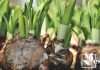 Learn To Identify Bulb Plants Leaves of Different Species