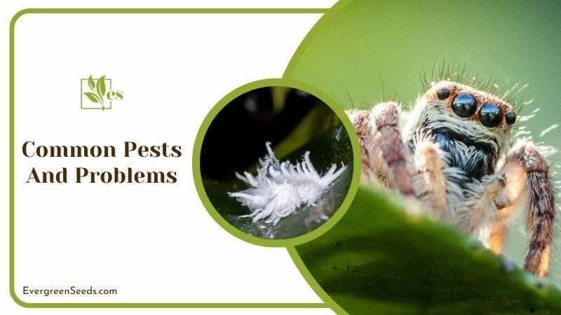 Most Common Pests in Cat Palm
