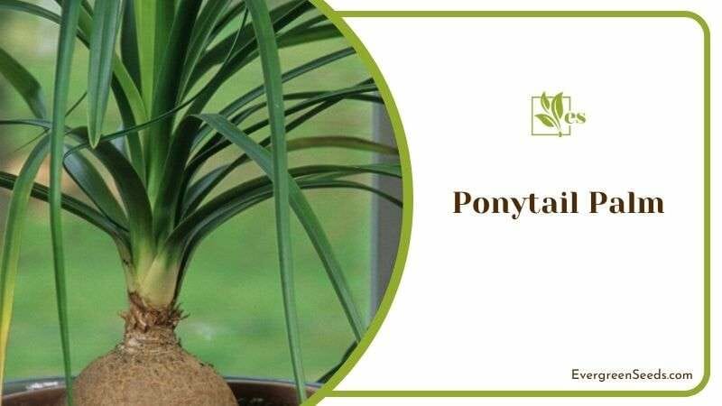 Non Toxic Ponytail Palm