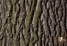 Prevent White Spots on Tree Bark