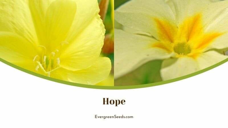 Primrose Flower Hope Meaning
