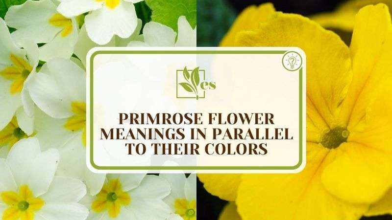 Primrose Flower Meanings in Parallel to Their Colors