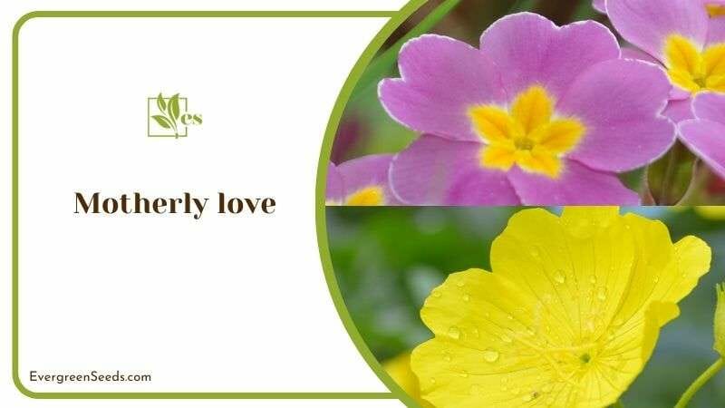 Primrose Flower Motherly love