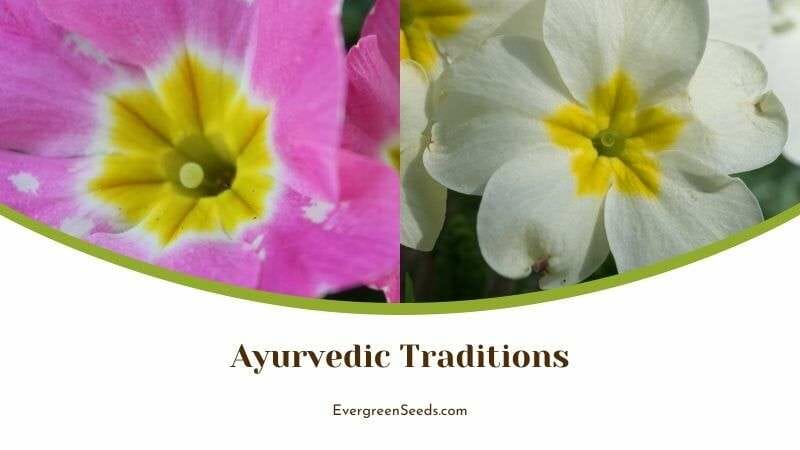 Primrose Plant Ayurvedic Traditions