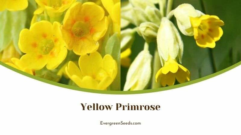 Primrose Plants with Yellow Flowers
