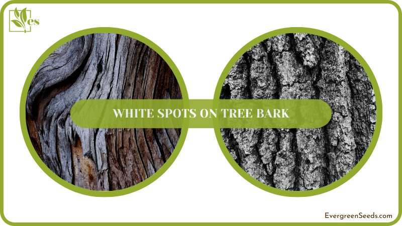 Prune Trees Regularly to Prevent Spots