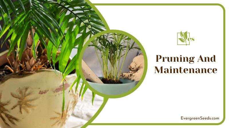Pruning Tips for Palm Cat