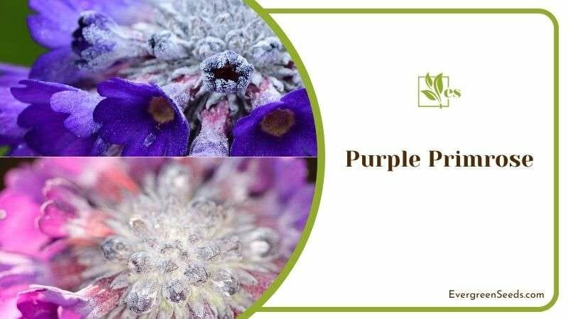 Purple Primrose Flower