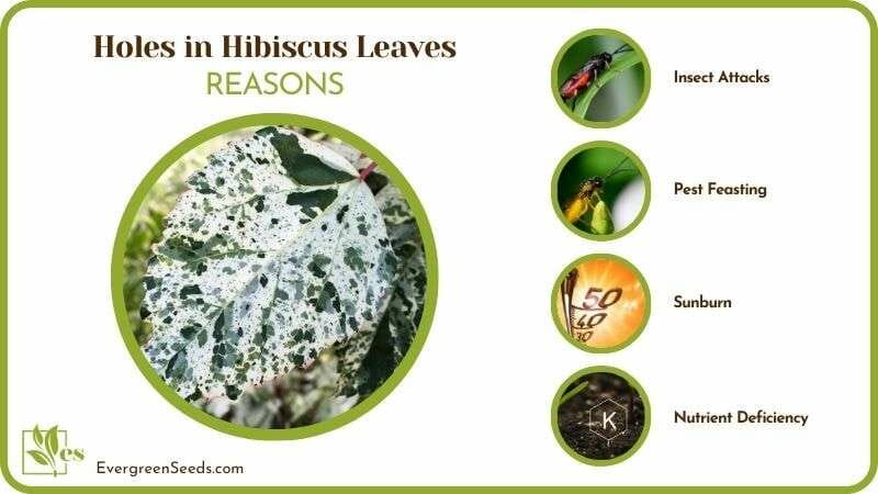 Reasons of Holes in Hibiscus Leaves